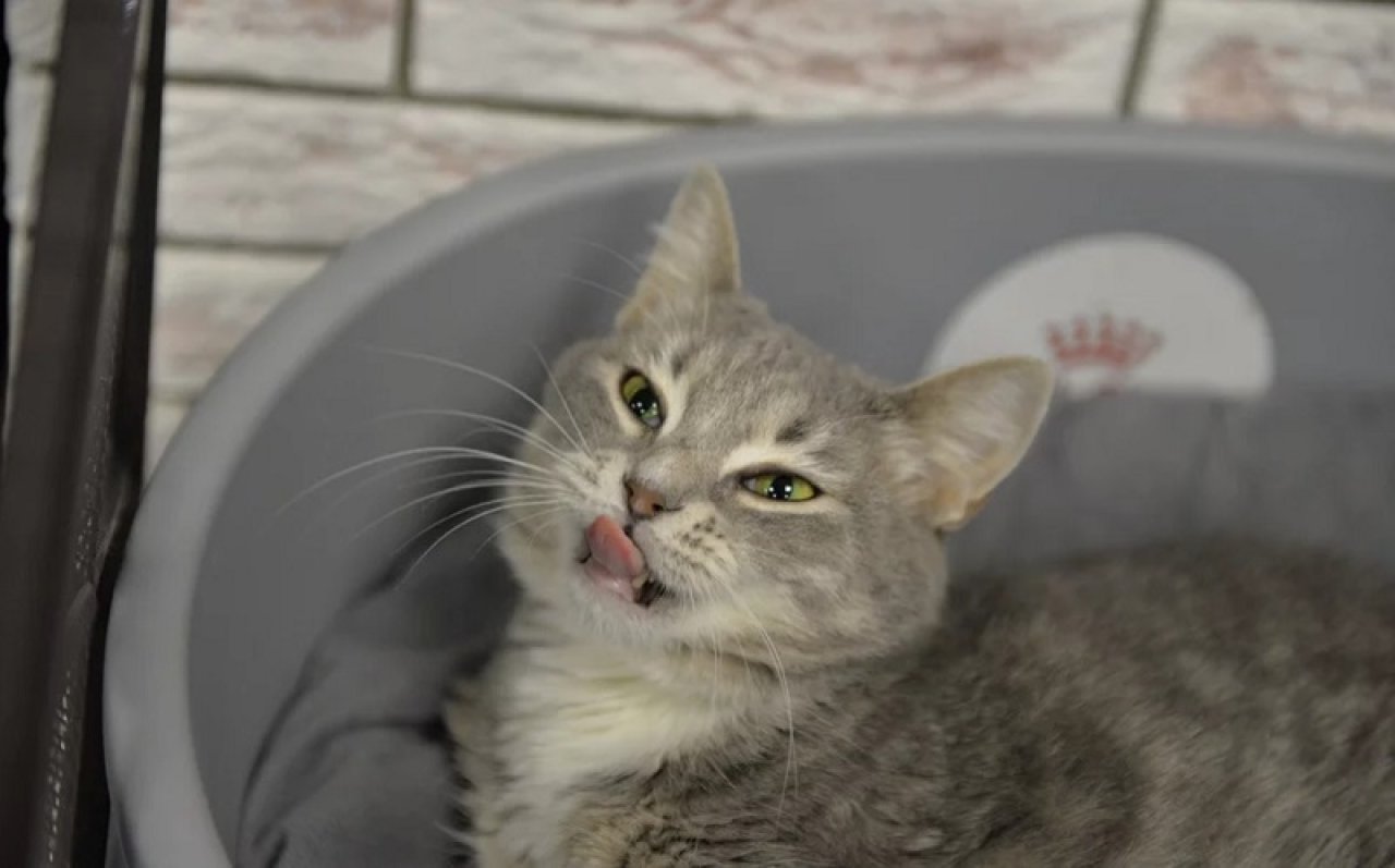 Один из жильцов «Кошкиного дома» в Санкт-Петербурге. Фото: catsrepublic.ru